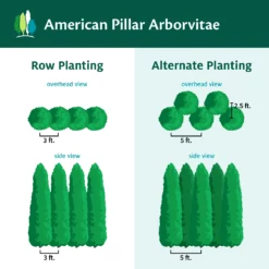 Fast Growing Trees Full Speed A Hedge® American Pillar Arborvitae Arborvitae Trees