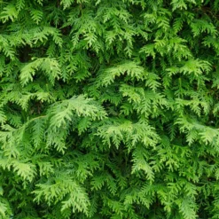 Fast Growing Trees American Arborvitae Arborvitae Trees