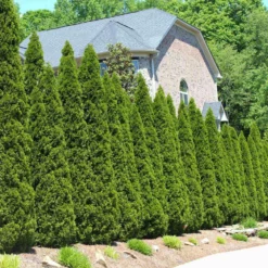 Fast Growing Trees American Arborvitae Arborvitae Trees