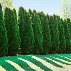 Fast Growing Trees American Arborvitae Arborvitae Trees