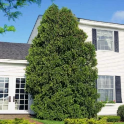 Fast Growing Trees American Arborvitae Arborvitae Trees