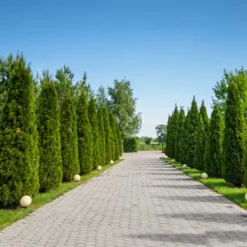 Fast Growing Trees American Arborvitae Arborvitae Trees