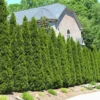 Fast Growing Trees American Arborvitae Arborvitae Trees