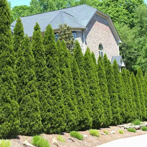 Fast Growing Trees American Arborvitae Arborvitae Trees 7 Fast Growing Trees American Arborvitae Arborvitae Trees