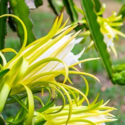 Fast Growing Trees American Beauty Dragon Fruit