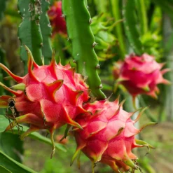 Fast Growing Trees American Beauty Dragon Fruit