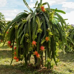 Fast Growing Trees American Beauty Dragon Fruit