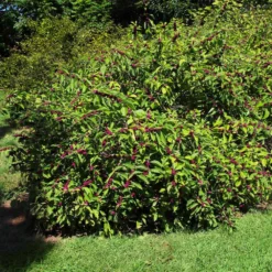 Fast Growing Trees American Beautyberry