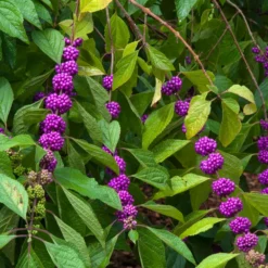 Fast Growing Trees American Beautyberry