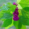 Fast Growing Trees American Beautyberry