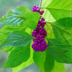 Fast Growing Trees American Beautyberry