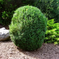 Fast Growing Trees Boxwood Shrubs American Boxwood Shrub