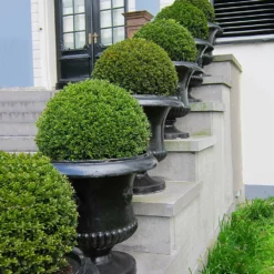 Fast Growing Trees Boxwood Shrubs American Boxwood Shrub