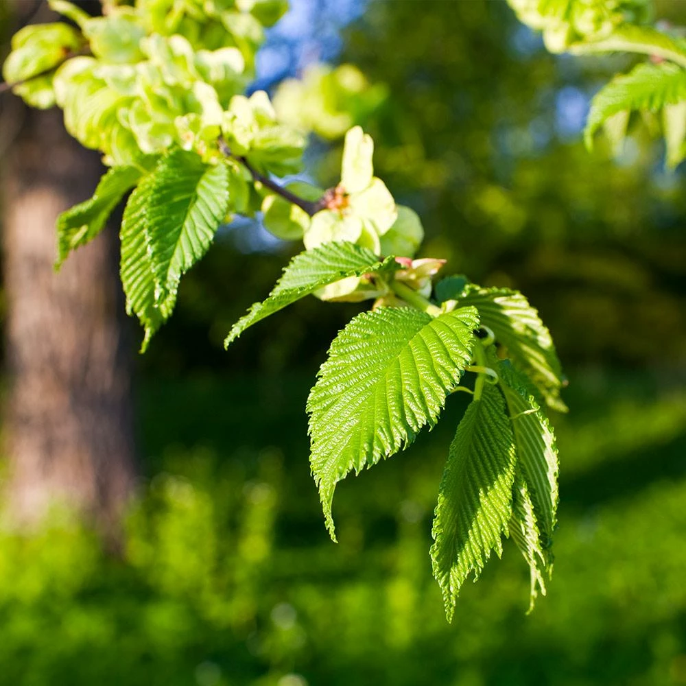 Fast Growing Trees American Elm Tree Elm Trees 7 Fast Growing Trees American Elm Tree Elm Trees