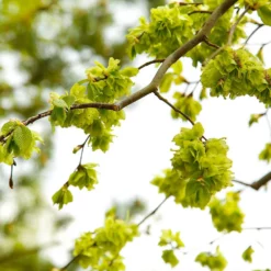 Fast Growing Trees American Elm Tree Elm Trees 13 Fast Growing Trees American Elm Tree Elm Trees