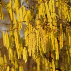 Fast Growing Trees American Hazelnut Filbert Nut Trees 11 Fast Growing Trees American Hazelnut Filbert Nut Trees