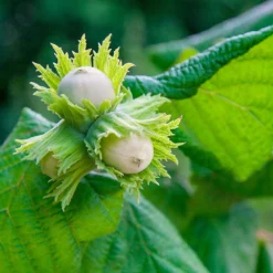 Fast Growing Trees American Hazelnut Filbert Nut Trees 10 Fast Growing Trees American Hazelnut Filbert Nut Trees