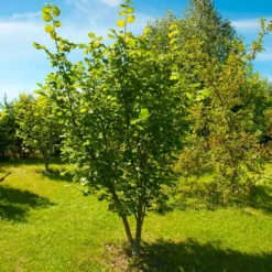 Fast Growing Trees American Hazelnut Filbert Nut Trees 12 Fast Growing Trees American Hazelnut Filbert Nut Trees