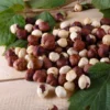 Fast Growing Trees American Hazelnut Filbert Nut Trees