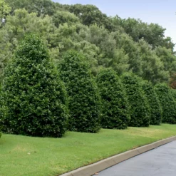 Fast Growing Trees Holly Trees Greenleaf American Holly Shrub
