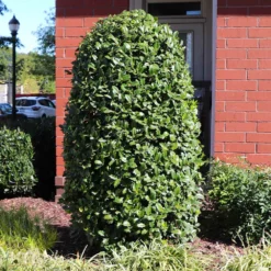 Fast Growing Trees Holly Trees Greenleaf American Holly Shrub