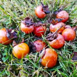 Fast Growing Trees American Persimmon Tree Persimmon Trees