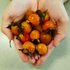 Fast Growing Trees American Persimmon Tree Persimmon Trees