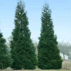 Fast Growing Trees Full Speed A Hedge® American Pillar Arborvitae Arborvitae Trees