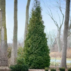 Fast Growing Trees Full Speed A Hedge® American Pillar Arborvitae Arborvitae Trees
