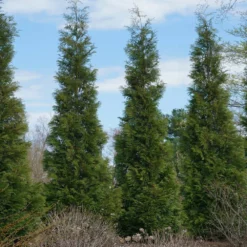 Fast Growing Trees Full Speed A Hedge® American Pillar Arborvitae Arborvitae Trees