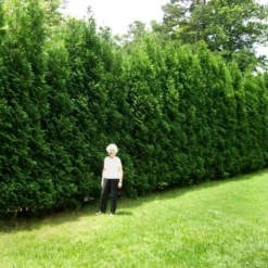 Fast Growing Trees Full Speed A Hedge® American Pillar Arborvitae Arborvitae Trees