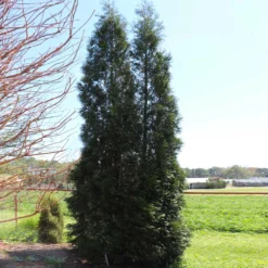 Fast Growing Trees Full Speed A Hedge® American Pillar Arborvitae Arborvitae Trees