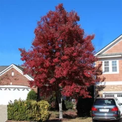 Fast Growing Trees American Red Maple Tree