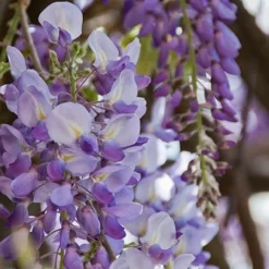 Fast Growing Trees See All Shrubs & Hedges Amethyst Falls Wisteria Vine 7 Fast Growing Trees See All Shrubs & Hedges Amethyst Falls Wisteria Vine