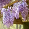 Fast Growing Trees See All Shrubs & Hedges Amethyst Falls Wisteria Vine