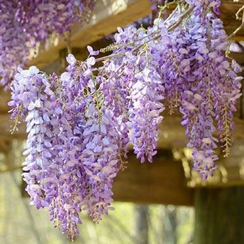 Fast Growing Trees See All Shrubs & Hedges Amethyst Falls Wisteria Vine 3 Fast Growing Trees See All Shrubs & Hedges Amethyst Falls Wisteria Vine