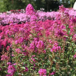 Fast Growing Trees Amethyst King™ Emerald Empire® Crape Myrtle Tree Crape Myrtles 10 Fast Growing Trees Amethyst King™ Emerald Empire® Crape Myrtle Tree Crape Myrtles