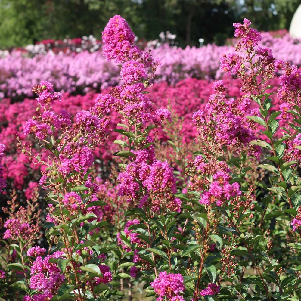Fast Growing Trees Amethyst King™ Emerald Empire® Crape Myrtle Tree Crape Myrtles 6 Fast Growing Trees Amethyst King™ Emerald Empire® Crape Myrtle Tree Crape Myrtles