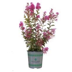 Fast Growing Trees Amethyst King™ Emerald Empire® Crape Myrtle Tree Crape Myrtles 11 Fast Growing Trees Amethyst King™ Emerald Empire® Crape Myrtle Tree Crape Myrtles