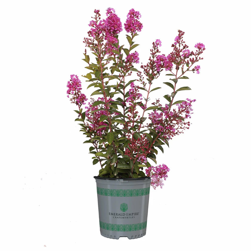 Fast Growing Trees Amethyst King™ Emerald Empire® Crape Myrtle Tree Crape Myrtles 7 Fast Growing Trees Amethyst King™ Emerald Empire® Crape Myrtle Tree Crape Myrtles