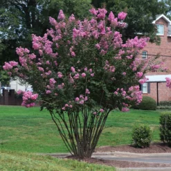 Fast Growing Trees Amethyst King™ Emerald Empire® Crape Myrtle Tree Crape Myrtles 9 Fast Growing Trees Amethyst King™ Emerald Empire® Crape Myrtle Tree Crape Myrtles
