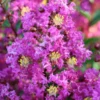 Fast Growing Trees Amethyst King™ Emerald Empire® Crape Myrtle Tree Crape Myrtles 1 Fast Growing Trees Amethyst King™ Emerald Empire® Crape Myrtle Tree Crape Myrtles