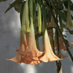 Fast Growing Trees Peach Angel Trumpet See All Flowering Trees 7 Fast Growing Trees Peach Angel Trumpet See All Flowering Trees