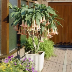 Fast Growing Trees Peach Angel Trumpet See All Flowering Trees