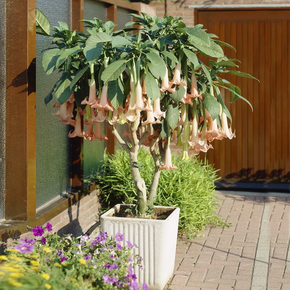 Fast Growing Trees Peach Angel Trumpet See All Flowering Trees 4 Fast Growing Trees Peach Angel Trumpet See All Flowering Trees
