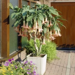 Fast Growing Trees Peach Angel Trumpet See All Flowering Trees