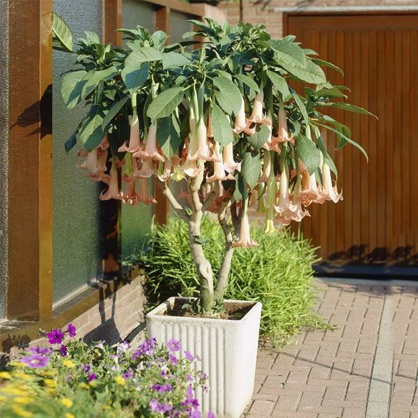 Fast Growing Trees Peach Angel Trumpet See All Flowering Trees 3 Fast Growing Trees Peach Angel Trumpet See All Flowering Trees