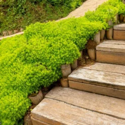 Fast Growing Trees Angelina Sedum Plant See All Shrubs & Hedges