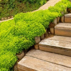 Fast Growing Trees Angelina Sedum Plant See All Shrubs & Hedges