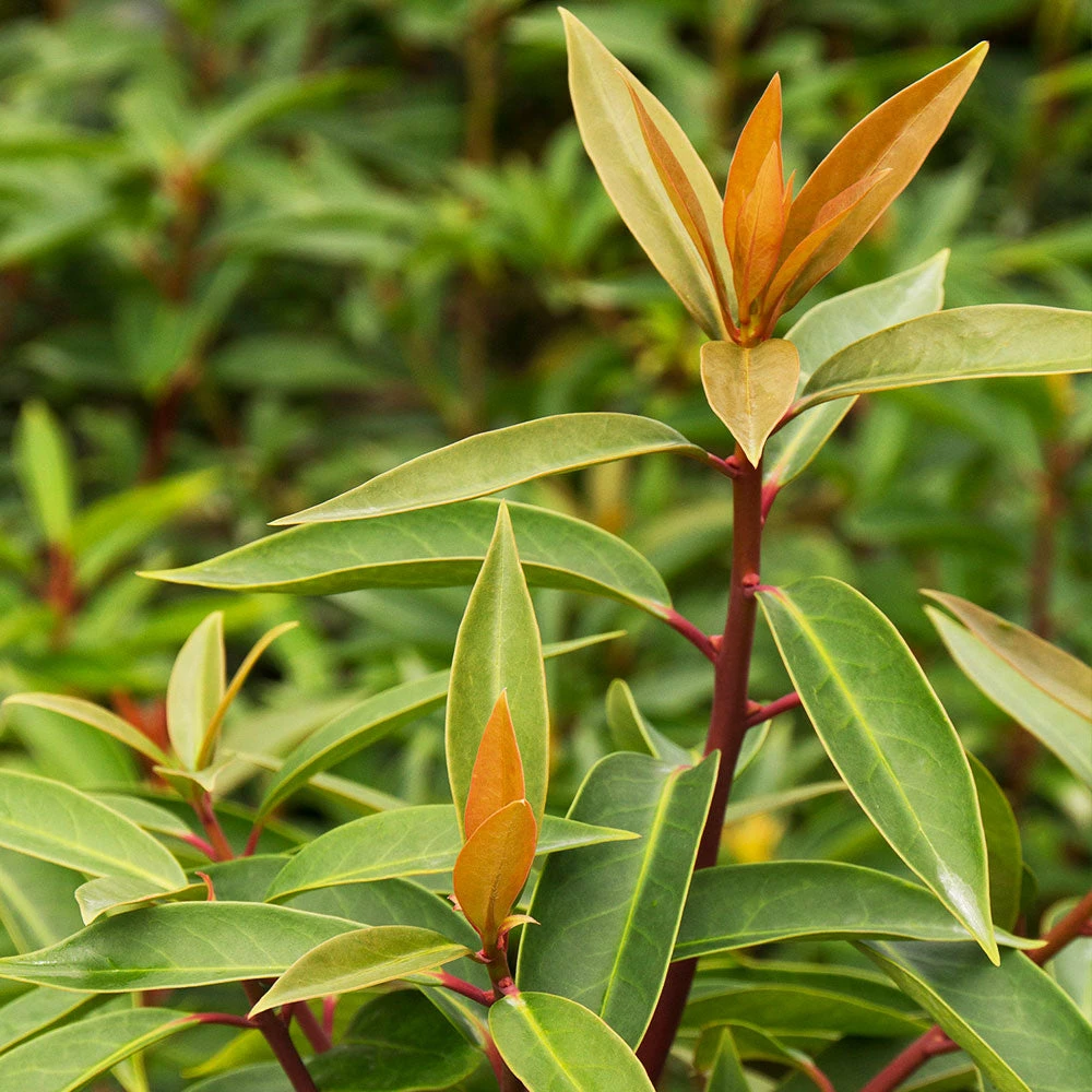 Fast Growing Trees Anise Tree See All Shrubs & Hedges 5 Fast Growing Trees Anise Tree See All Shrubs & Hedges